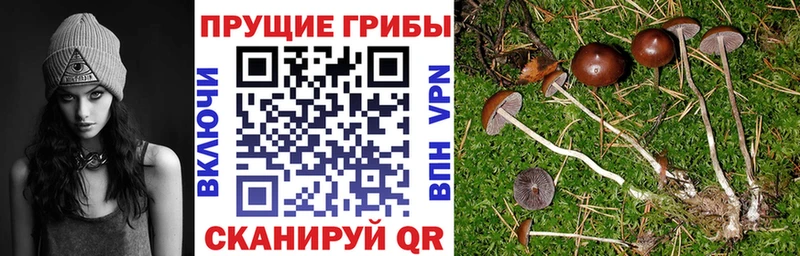 наркота Ейск KRAKEN как войти Псилоцибиновые грибы Psilocybe